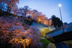 西関東連絡道路～夜桜貫くハイウェイ～