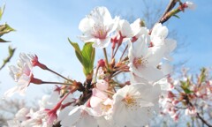 桜の花