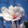 桜の花