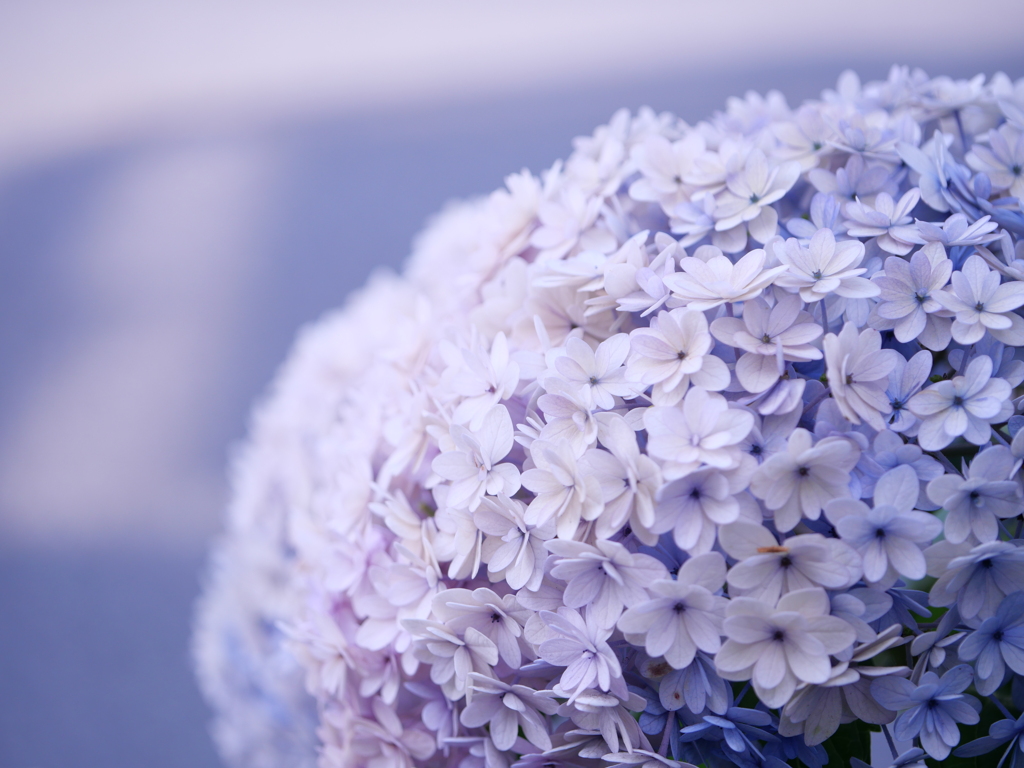 紫陽花-Ⅰ