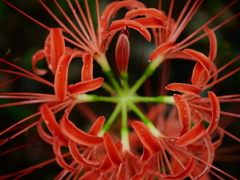 曼珠沙華
