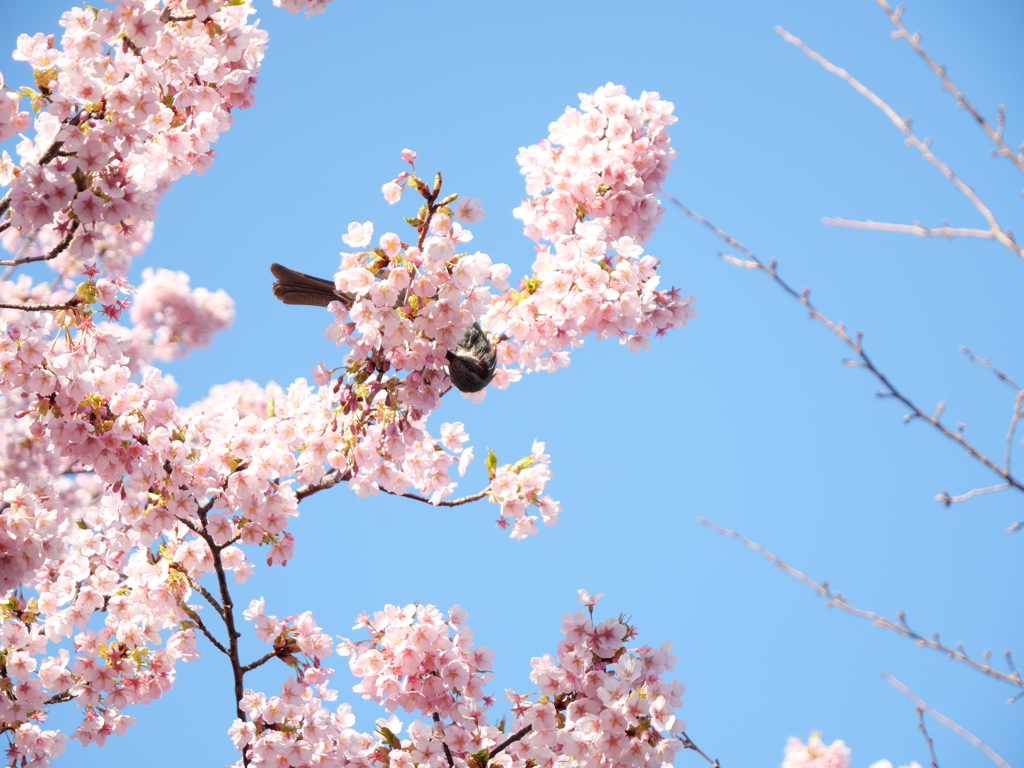 寒桜と鳥Ⅰ