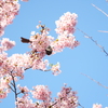 寒桜と鳥Ⅰ