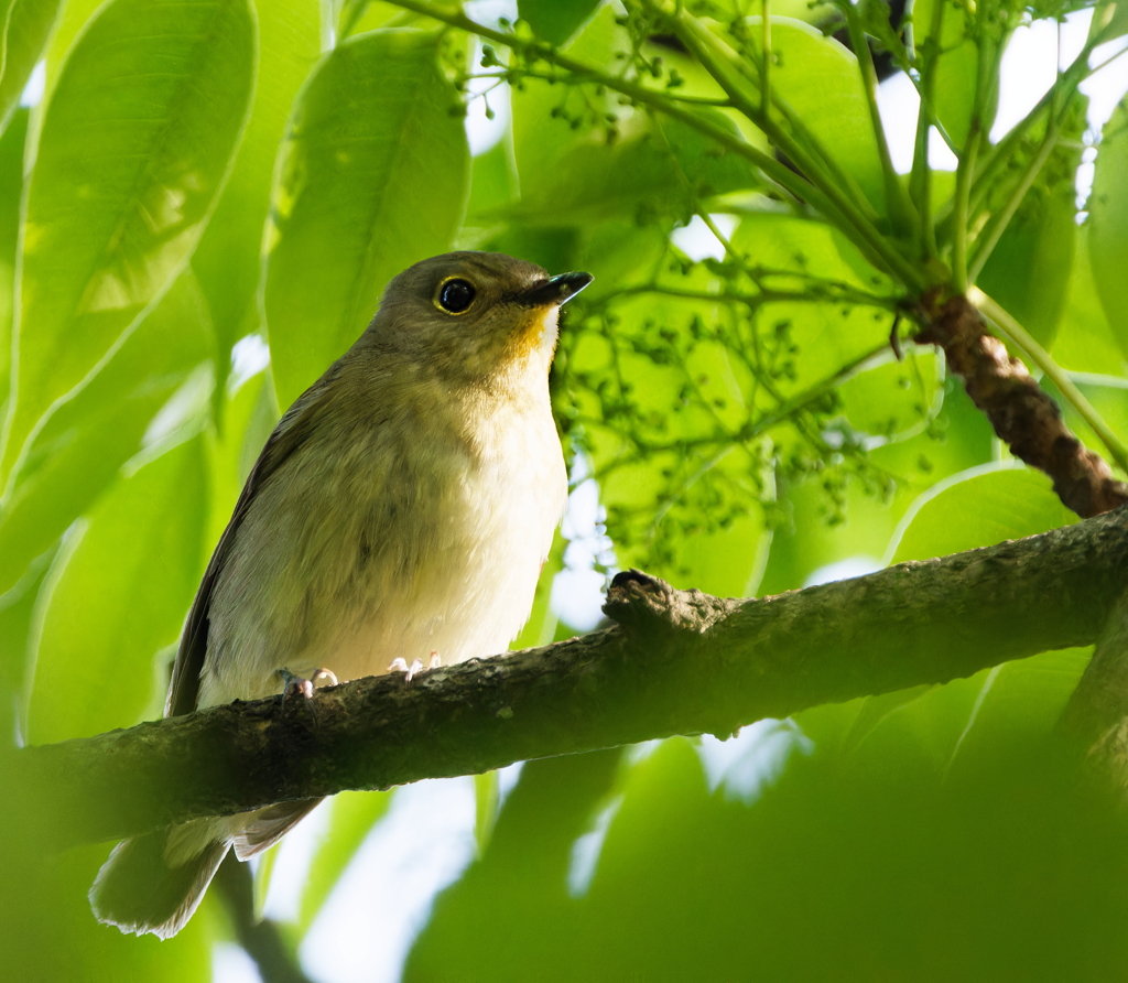 キビタキペア（雌）