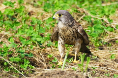 チョウゲンボウ