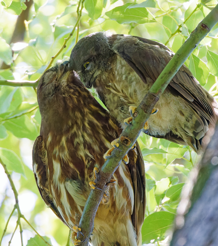 アオバズクの親子