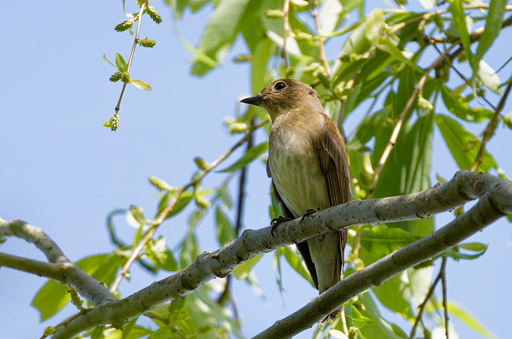 オオルリ♀