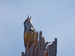 さえずり ゴジュウカラ