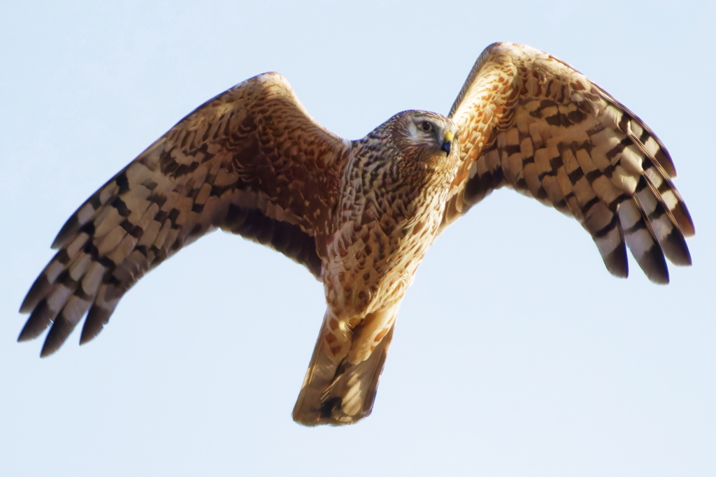 ハイイロチュウヒ雌