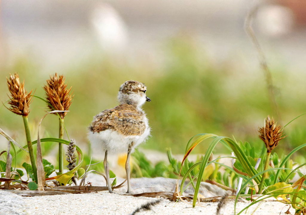 産毛がのこるシロチドリ幼鳥