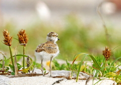 産毛がのこるシロチドリ幼鳥