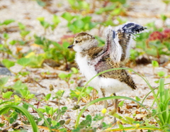 産毛がのこるシロチドリ幼鳥