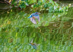 カワセミ
