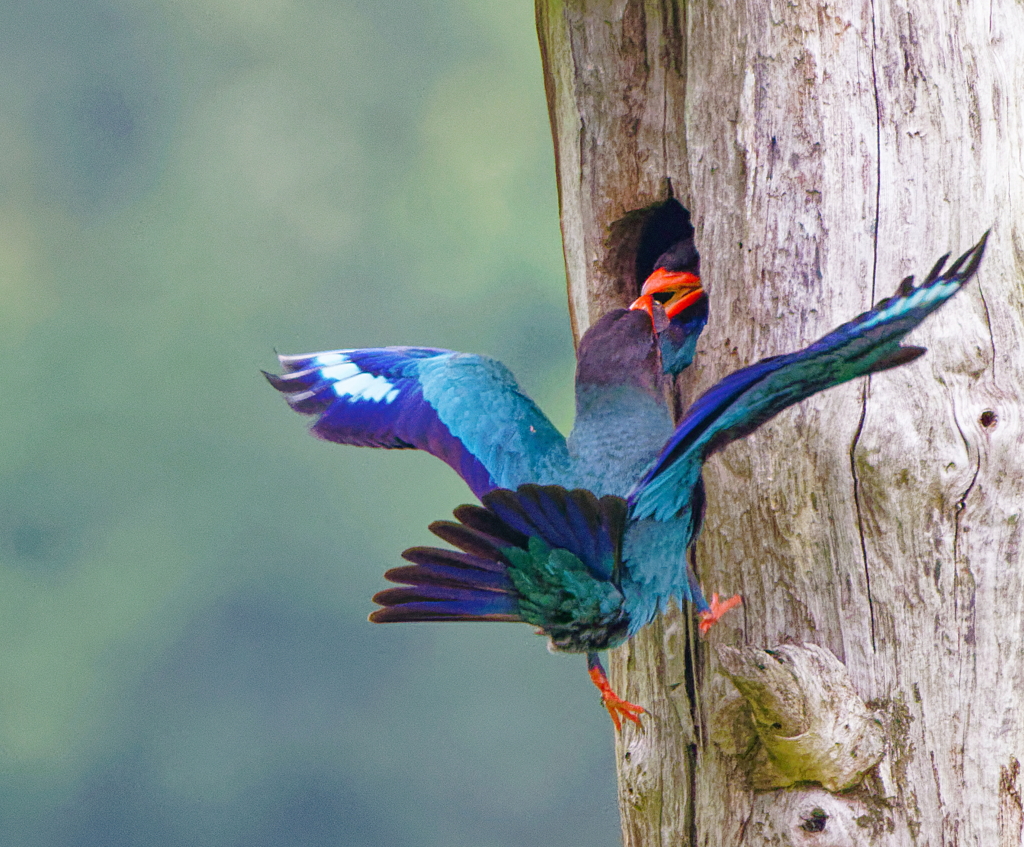 オスからメスへ、餌渡し
