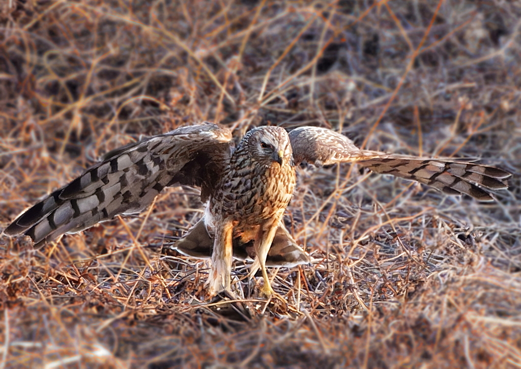 ハイイロチュウヒ(雌)が舞い降りた！