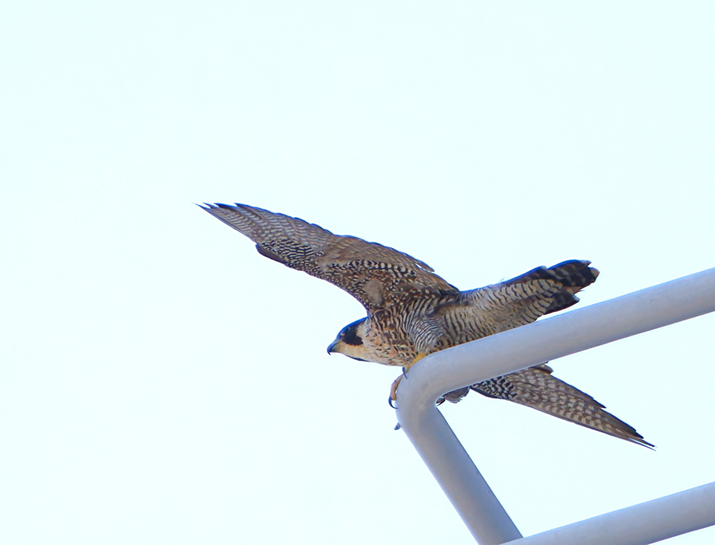 猛暑の淀川河川敷