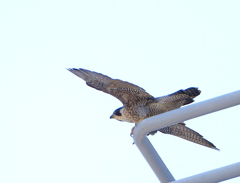 猛暑の淀川河川敷