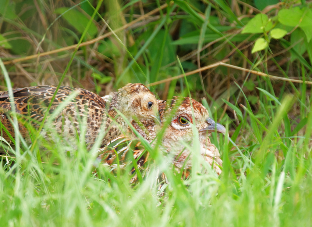 キジの母子