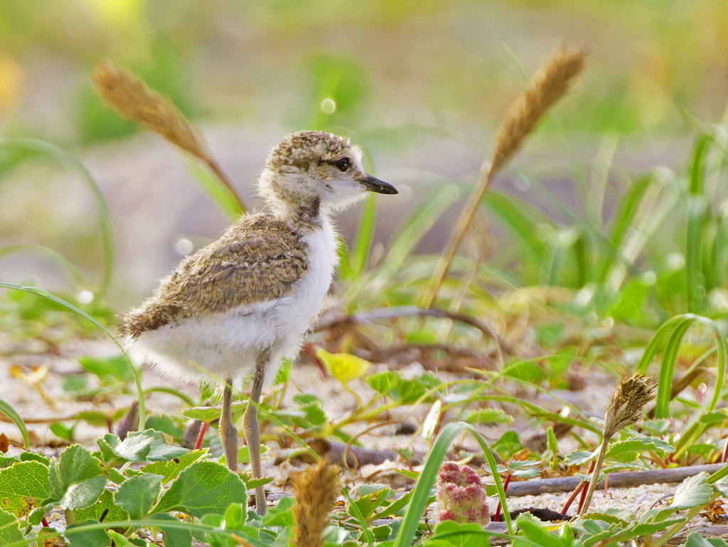 産毛がのこるシロチドリ幼鳥
