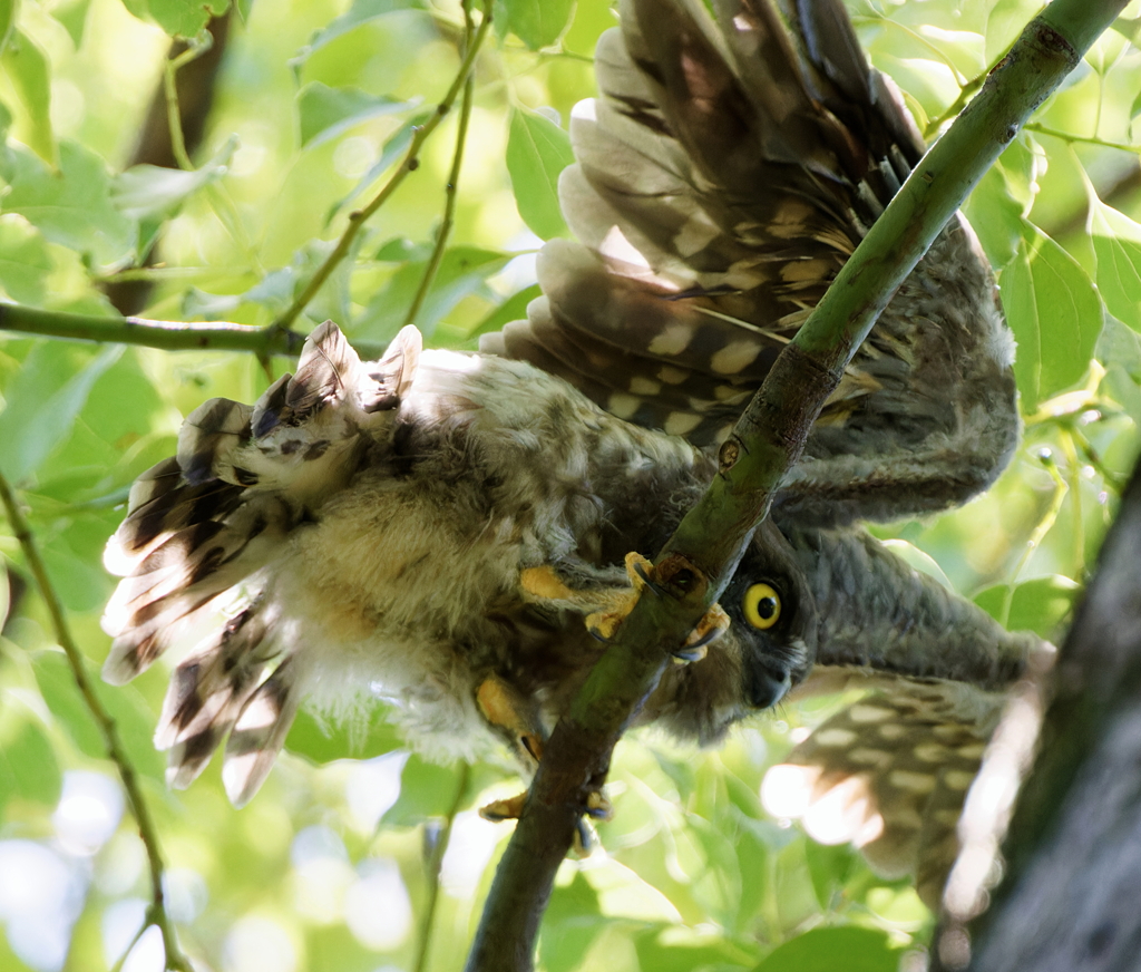 アオバズクの雛