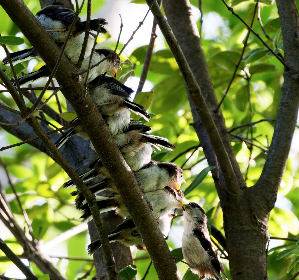 餌をねだるエナガの雛3