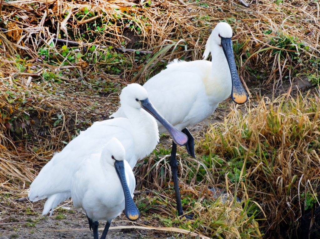 ヘラサギへら比べ