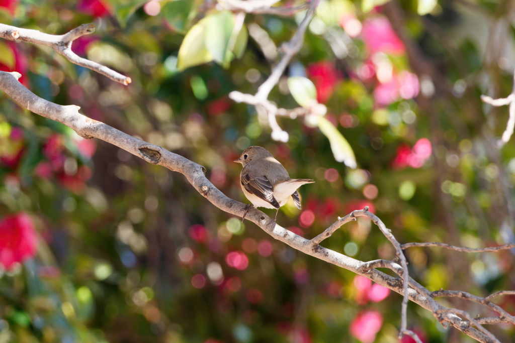 山茶花とニシオジロビタキ