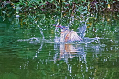 カワセミ