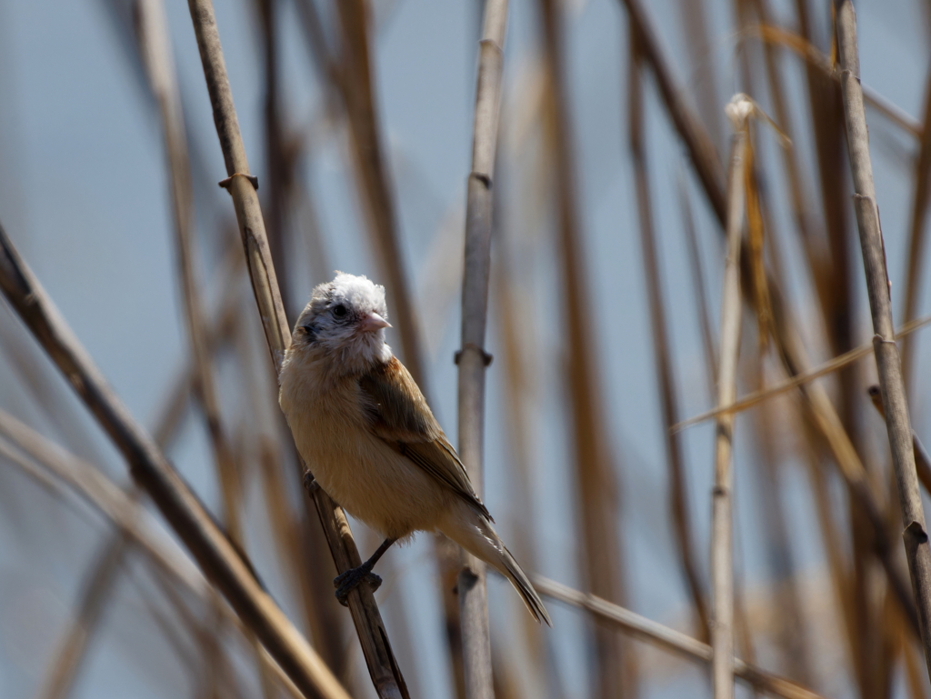 白顔のツリスガラ