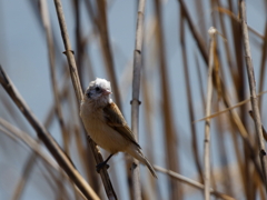 白顔のツリスガラ