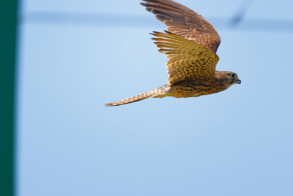 チョウゲンボウ♀親