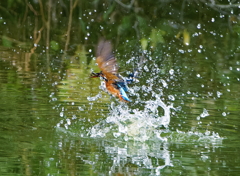 カワセミ