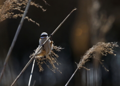 ぶら下るツリスガラ