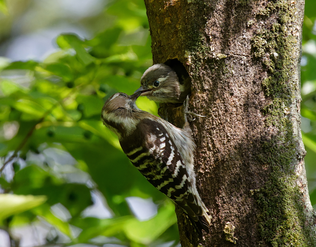 いただきま～す！