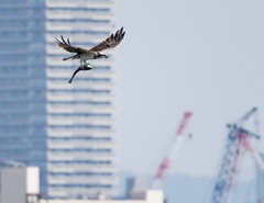 淀川上空を飛ぶミサゴ