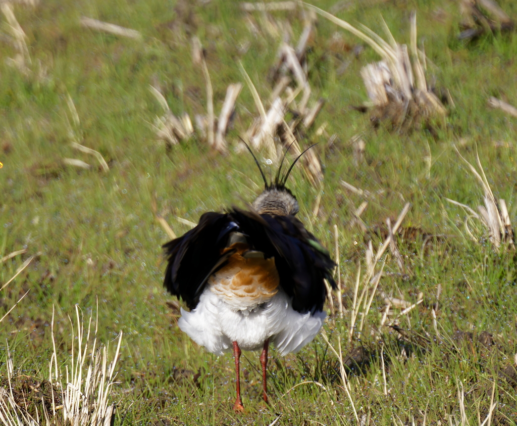 お尻もブルブル！