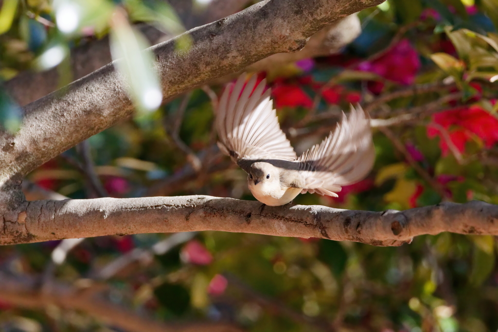 山茶花とニシオジロビタキ
