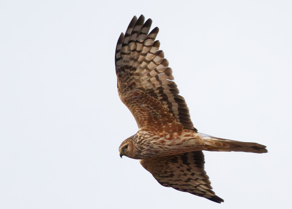 ハイイロチュウヒ雌