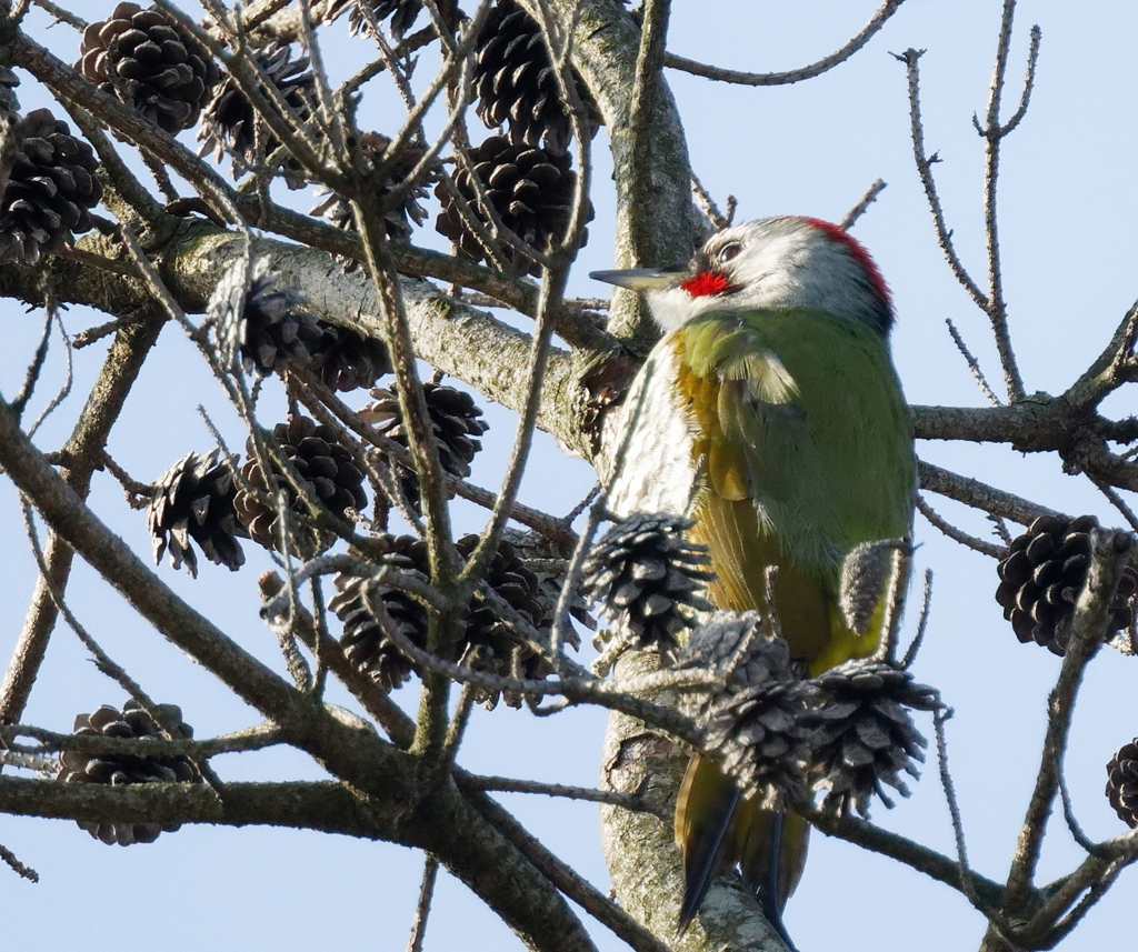 松ぼっくりに隠れて