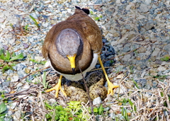 抱卵中のケリ