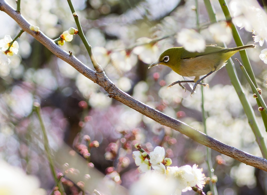 梅にメジロ