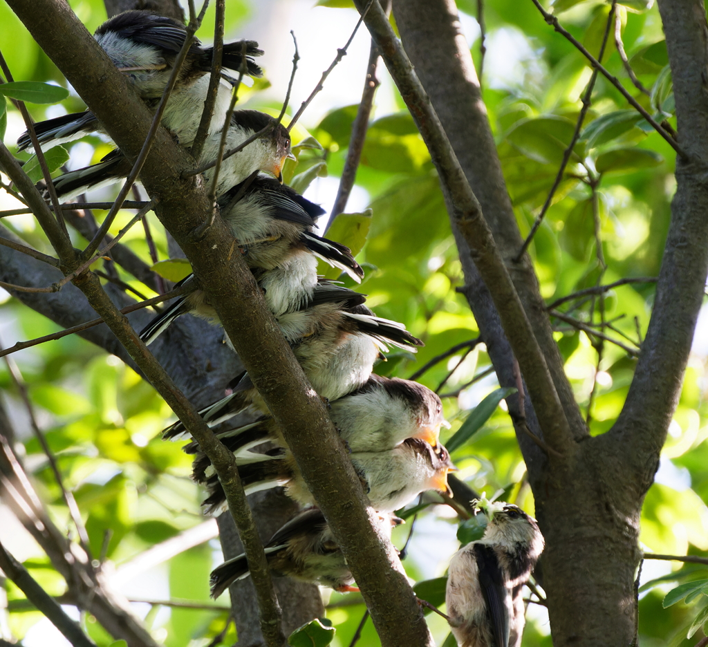 餌をねだるエナガの雛2