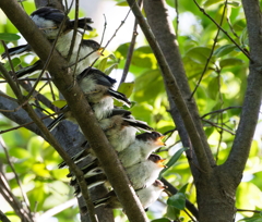 餌をねだるエナガの雛1