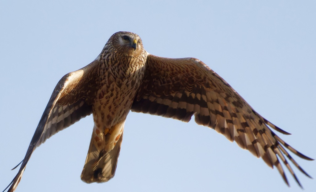 ハイイロチュウヒ雌