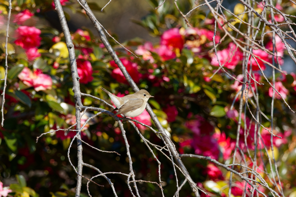 山茶花とニシオジロビタキ