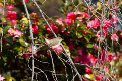 山茶花とニシオジロビタキ