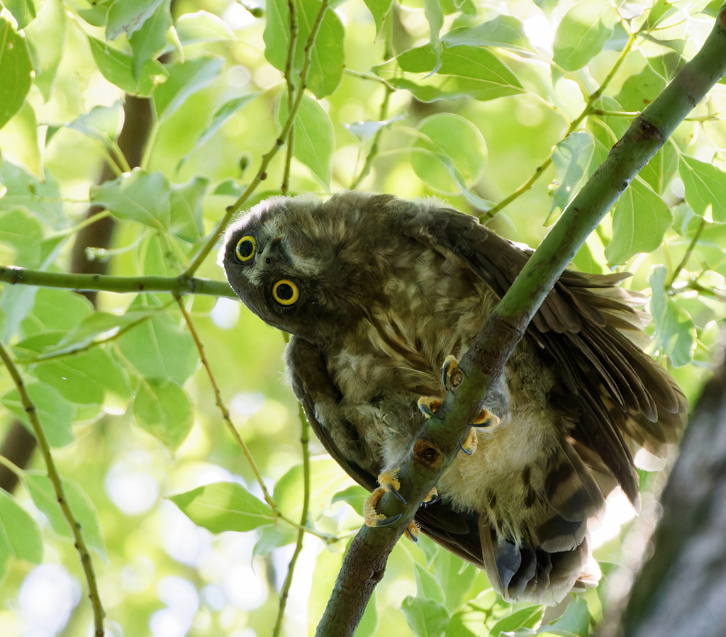 アオバズクの雛