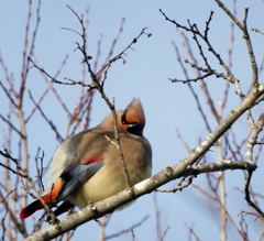 まんまるヒレンジャク
