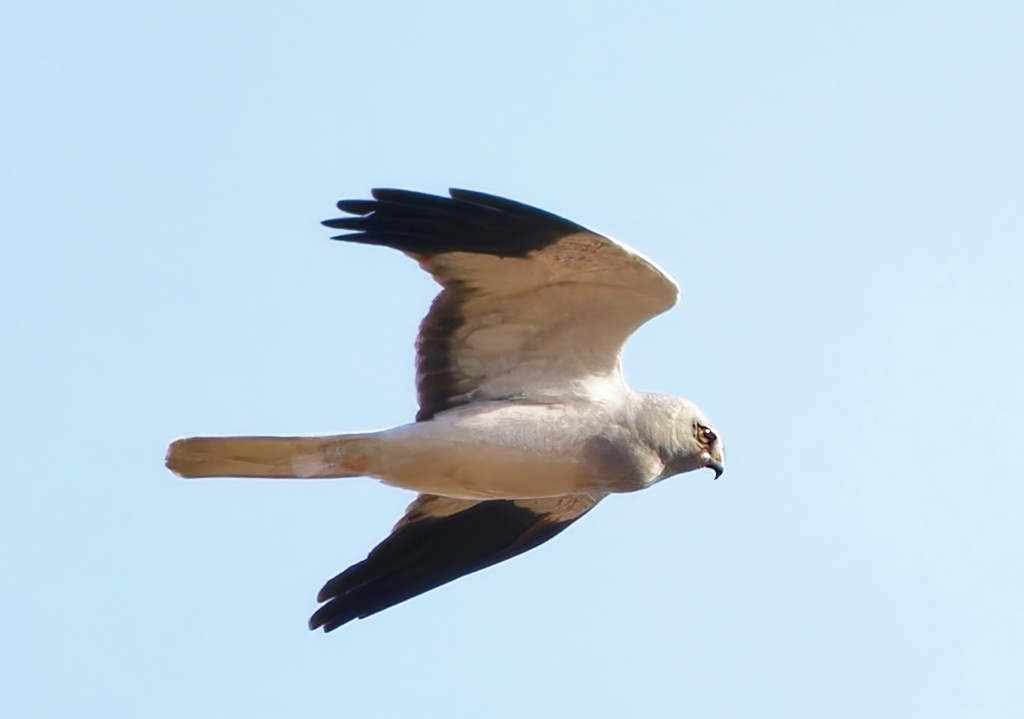 ハイイロチュウヒ（雄）