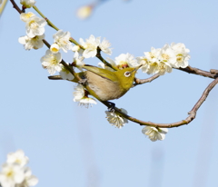 梅とメジロ